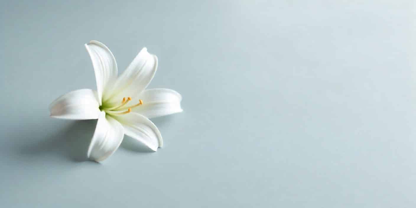 White lily flower representing condolence and sympathy for loss of daughter.